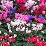 2 Random Cyclamen Plants Live in 4" Pot, Already Bloom in Vibrant Color, Easy to Care for Indoor or Garden Flowering Houseplant