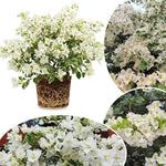 Set Vanilla Ice 2 Bougainvillea Live Plants 4-7 Inches Tall, Vibrant Bumgainvillea Flowering Vines for Garden, Patio Containers and Indoor Growing