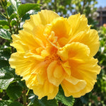 3 Hardy Hibiscus Live Plants, Flowering Shrub, Double Yellow Blooms, 4-7"