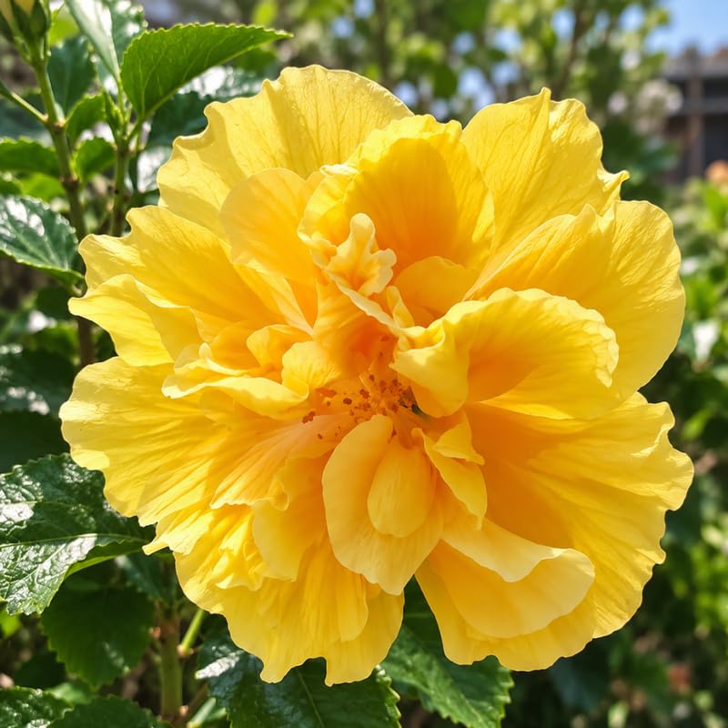 3 Hardy Hibiscus Live Plants, Flowering Shrub, Double Yellow Blooms, 4-7"