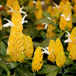 2 Golden Shrimp Live Plants, Perennial Shrimp Plants Shrub, Justica Brandegeana Bush 4-8 Inches