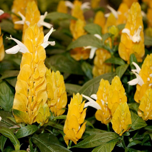 2 Golden Shrimp Live Plants, Perennial Shrimp Plants Shrub, Justica Brandegeana Bush 4-8 Inches