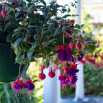 2 Fuchsia Live Plants, Fuchsia Flower Perennial for Outdoor Garden 3 to 5 Inches (Dark Purple)
