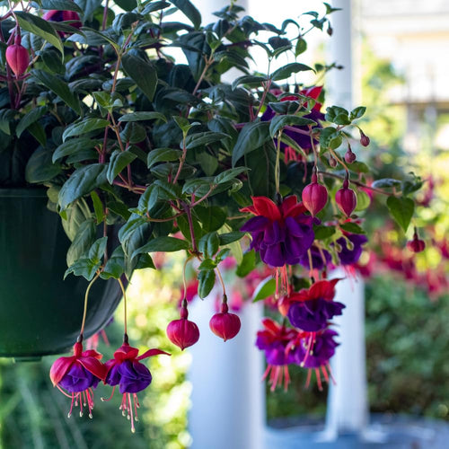 2 Fuchsia Live Plants, Fuchsia Flower Perennial for Outdoor Garden 3 to 5 Inches (Dark Purple)