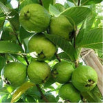 Set 2 White Guava Trees Live Plants, 4-8" in Tall in 4" Pot, Live Guava Trees Plant, Guava Trees Plant Live, Guava for Growing