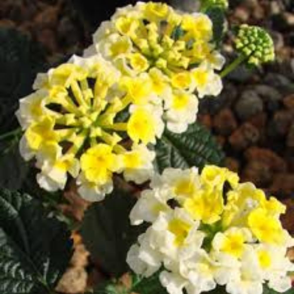 Pack 4 Lantana Plants Live for Planting Indoor Outdoor, 4-8" Tall, Fragrant Lantana Live Plant, Trailing Lantana Flowers Perennial, No Pot (White Yellow Lantana)