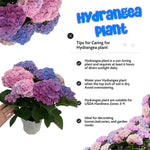 Reblooming Hydrangea Flowers, Hardy Hydrangea Plant Live Bush Shrub, 5-8" Tall Well-Rooted for Garden, Change Colors (Blue Pink)