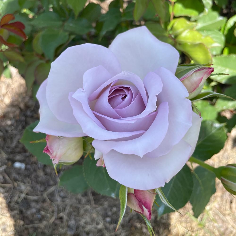 Rose Plant Live, Rose Bush Live Plant, Fragrant Flowers Ready to Plant, 5-9 Inch Height, Well-Rooted, No Pot (Light Purple Rose)