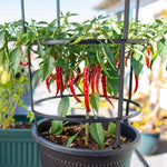 Red Pepper Plants Live for Planting, in 4" Pot, Hot Chili Pepper for Indoor and Outdoor Growing