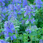 Pack 3 Catnip Plants, Perennial Catnip Plant, 3 to 6 Inch Tall, Herb Starter Plants for Outdoor Indoor Garden