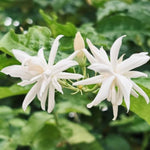 2 Assorted Jasmine Plants Live, 5 to 7 Inc in Height, Jasmine Flower Plant Live Climbing Flower Annual