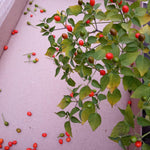 Sets 2 Chiltepin Pepper Live Plants in 4 Inc Pot, Very Well-Rooted 90 Days Old Super Hot Pepper Chili Plant for Spring Planting