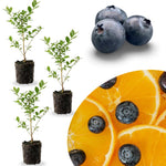 3 Rare Sweet Blueberry Bushes Seedlings, High-Yield Blueberry Trees Live Plants, 6 Months Old, Starter 3-6" in Tall, Cold Hardy Zones 4-7