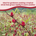 Roselle Hibiscus Plant Live, Hibiscus Sabdariffa Plant, Red Sorrel Jamaica Live Plant, Well Rooted, 6 to 8 Inches Tall, Red Roselle Shrubs for Outdoor Planting