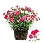 Dianthus Mix Live Plant, Dianthus Plant, Colorful Fragrant Flowering Plant for Outdoor Garden, Patio Pots and Landscape Borders, 4-6 Inches Tall