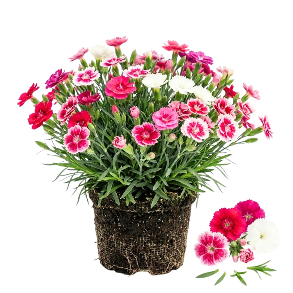 Dianthus Mix Live Plant, Dianthus Plant, Colorful Fragrant Flowering Plant for Outdoor Garden, Patio Pots and Landscape Borders, 4-6 Inches Tall