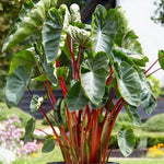 Colocasia Live Plant, 4-8'' Tall, Elephant Ear Plant, Esculenta Taro Alocasia Housplant, Indoor Outdoor Planting (Red Stem)