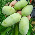 Common Pawpaw Tree Live Plant Size 1 Year Old, 6-12" Tall Dormant Paw Paw Seedling Plants, Well Rooted, Ornamental Fruit Asimina Triloba