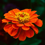 Zinnia Plant Live, Orange Zinnia Flower Plant from 3 to 5 Inc Tall