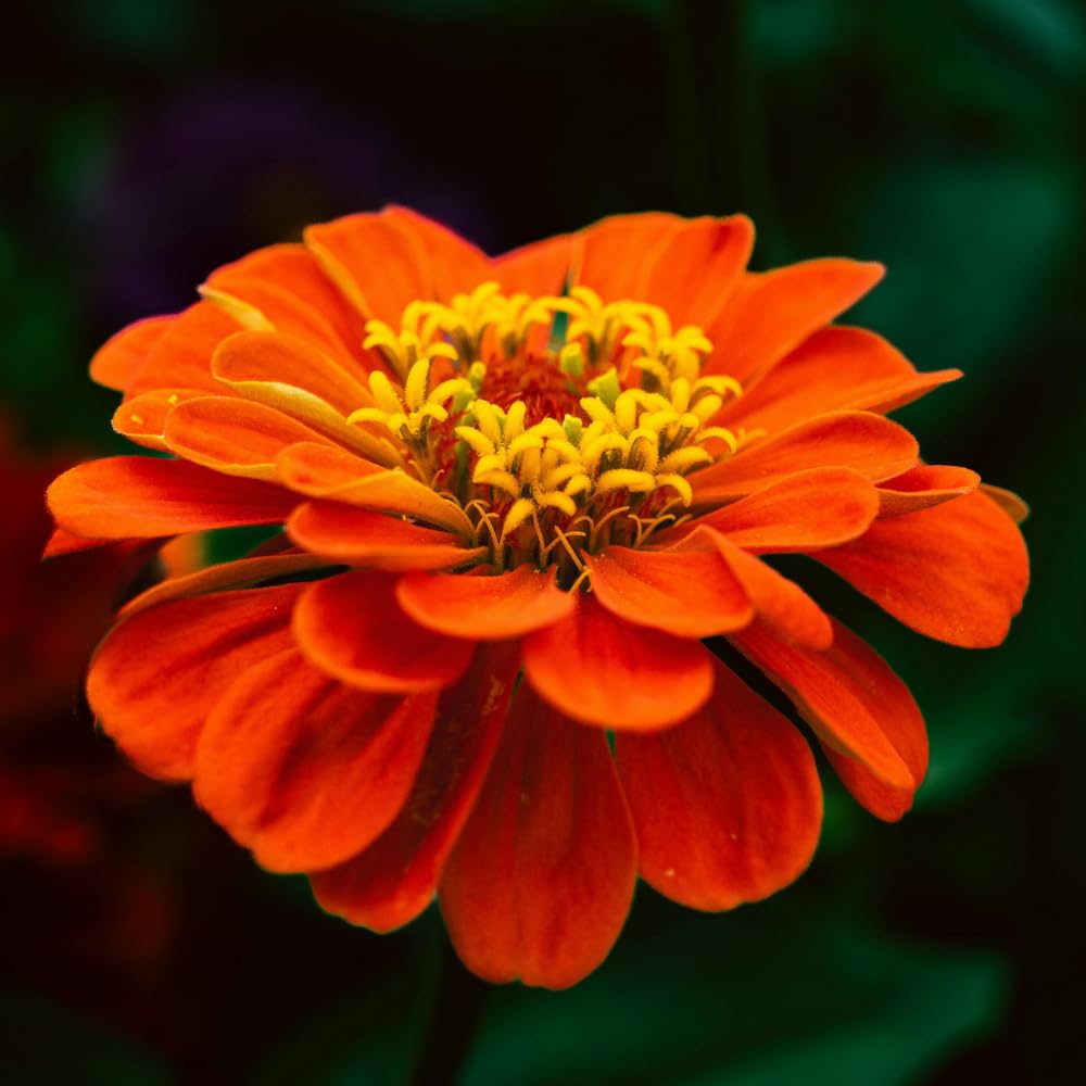 Zinnia Plant Live, Orange Zinnia Flower Plant from 3 to 5 Inc Tall