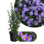 2 Aster Plants Live, Asters Perennial Live Plants, 5 to 7 Inc Tall, Flower Plant for Gardening (Purple)