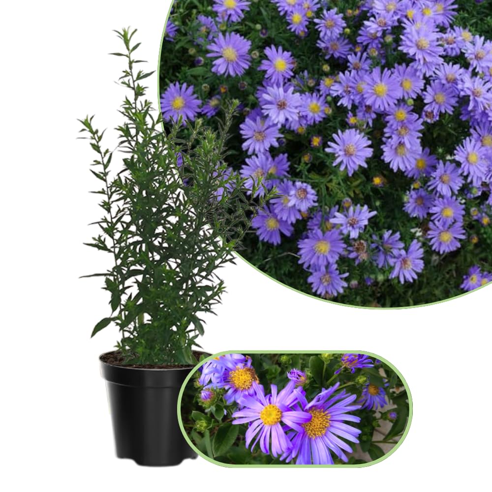 2 Aster Plants Live, Asters Perennial Live Plants, 5 to 7 Inc Tall, Flower Plant for Gardening (Purple)