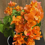 2 Bougainvillea Plants Live, Bougainvillea Live Plant, 4 to 6 Inc Tall, Flower Vine Plant Garden (Orange)