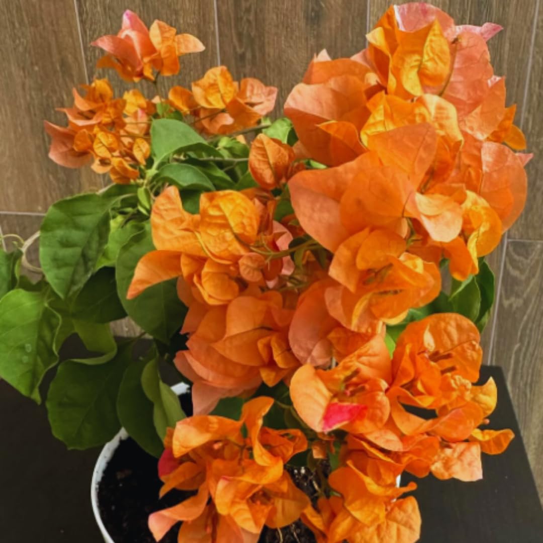2 Bougainvillea Plants Live, Bougainvillea Live Plant, 4 to 6 Inc Tall, Flower Vine Plant Garden (Orange)