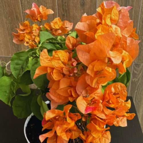 2 Bougainvillea Plants Live, Bougainvillea Live Plant, 4 to 6 Inc Tall, Flower Vine Plant Garden (Orange)