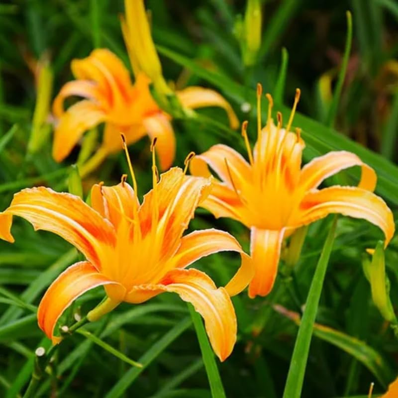 Set 10 Wild Orange Daylily Bulbs for Planting, Hardy Perennial Lily Roots for Colorful Summer Blooms