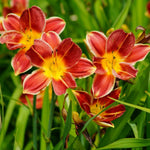 Pack 3 Daylily Bulbs for Planting, Hardy Perennial Flower with Vibrant Blooms, Reblooming Daylilies Bulbs for Garden Borders and Containers (Orange)