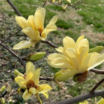 Magnolia Tree, Magnolia Flowering Shrub Bush in 2.5'' Pot, Well Rooted Magnolia to Grow in Container, Garden (Yellow Magnolia)