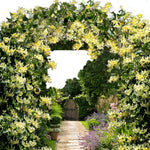 Honeysuckle Plants Live, Vine Gold White Honeysuckle Plants Well-Rooted 5 to 10 Inc Tall, Fast-Growing for Spring Planting