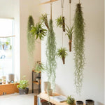 Air Plants Spanish Moss, Tillandsia Air Plant Live, Clump 10" Long, Air Purifying Plants Indoor for Terrarium, Hanging Basket, and Home Decoration