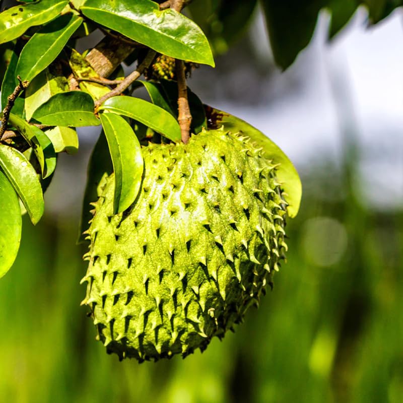 Soursop Tree Live Plant for Planting, Sweet Soursop Plant Live 5-9 Inch Tall, No Pot, Annona Muricata Giant Soursop Fruit Tree Plant