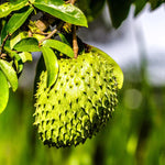 Sweet Soursop Fruit Tree, Annona Muricata Soursop Tree Live Plant 5 to 9 Inches Height, Soursop Plant Live for Planting, No Pot