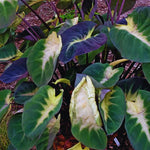 Combo 3 Yellow Green Colocasia Live Plants, Elephant Ear Esculenta Taro, 5 to 8" in Tall, Alocasia Live Plant for Planting, Live Houseplant Colocasia Plant
