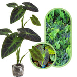 Colocasia Esculenta, Colocasia Live Plant, Elephant Ears Live Plant, Esculenta Taro Live Houseplant, 5-8 Inc Tall, No Pot (Rare Colocasia)