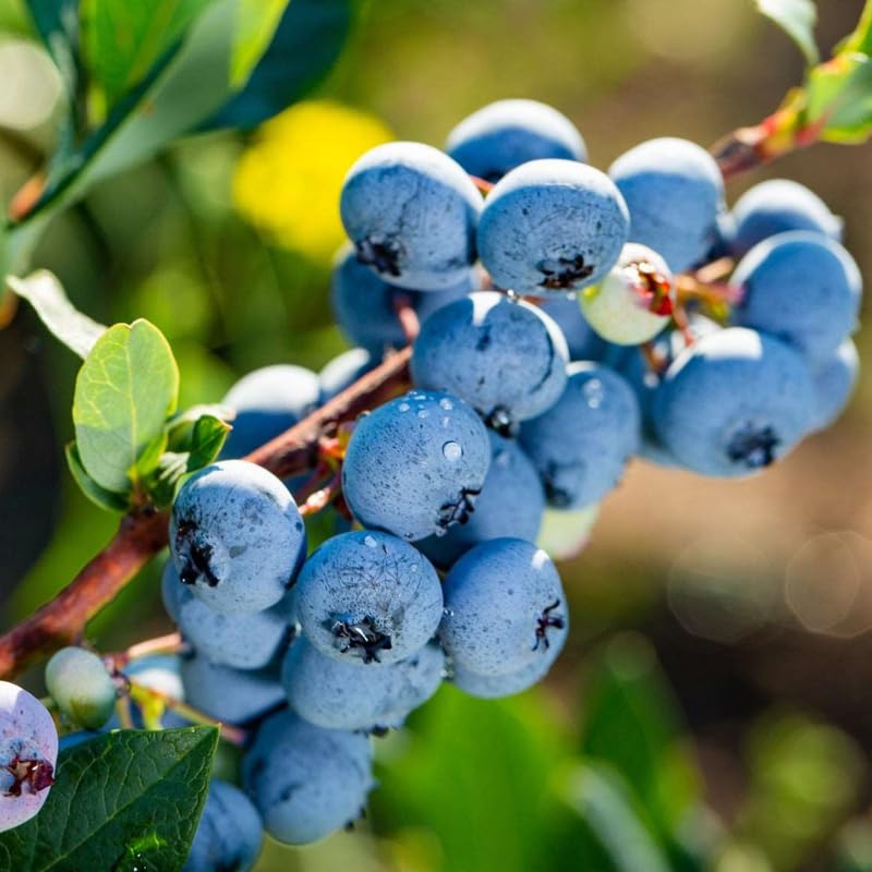 3 Blueberry Plants Live for Planting, Highbush Blueberry Bush Live Plants 1 Year Old (3 Northern Blueberry Plants)