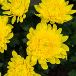 2 Mums Plants Live, Yellow Chrysanthemum Plants Live, 5 to 7 Inc Long, Chrysanthemum Flower Live Plant Mum Live Plant
