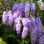 Wisteria Tree Live Plant Vines, Purple Blue Wisteria Fragrant Flowers 6-12 Inc in Tall, 1 Year Old Seedling, Outdoor Growing