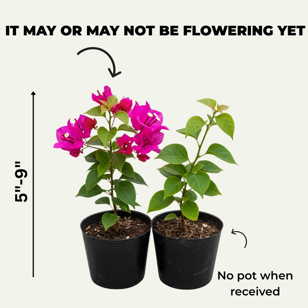 Combo 2 Bougainvillea Plants Live Trees, Outdoor Bougainvillea Plant for Trailing Flowering Vines or Bush Tree, 5-10” Tall, Well-Rooted, Bougainvillea Assorted Colors