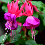 2 Fuchsia Live Plants, Fuchsia Flower Perennial for Outdoor Garden 3 to 5 Inches (Purple Blue)