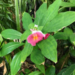 African Princess Ginger Plant Live for Planting 4 to 8 Inch Tall, Pink Ginger Flowers to Grow