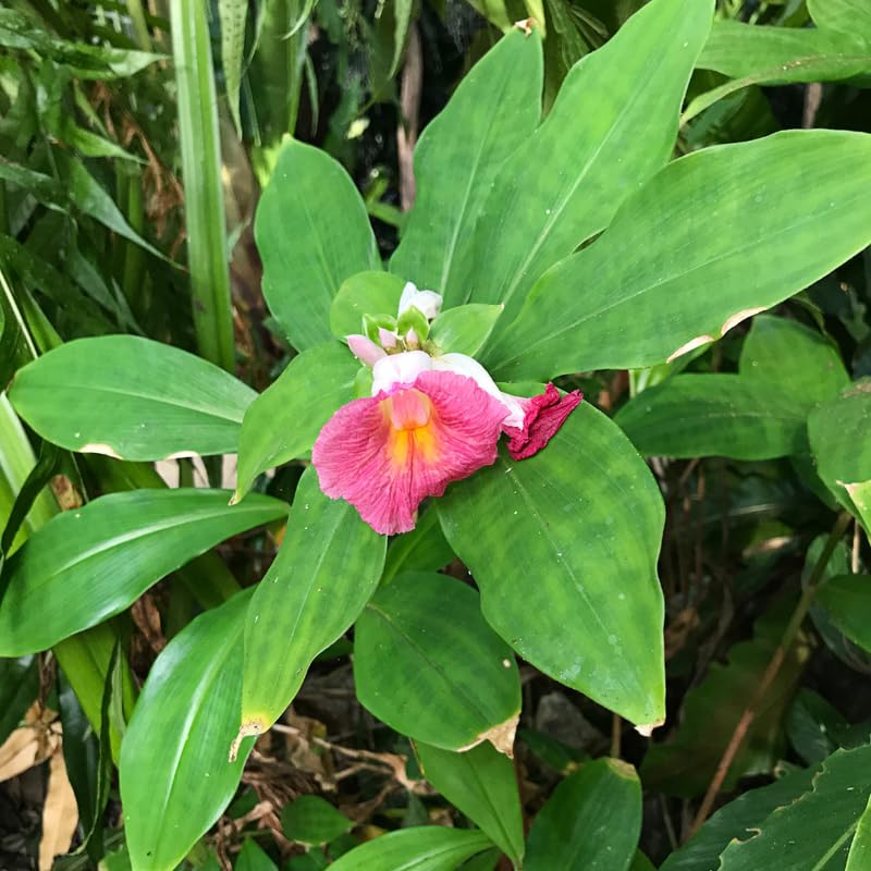 African Princess Ginger Plant Live for Planting 4 to 8 Inch Tall, Pink Ginger Flowers to Grow