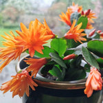 Easter Cactus Plants Live, Spring Bloom, Cold Hardy, 5-9" in Tall, No Pot, Starter Holiday Cactus Plant for Indoor Outdoor Houseplants (Orange)