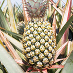 2 Pineapple Plants Live 4 to 7 Inch Tall, Sweet Pineapple Trees Live Plants, Cold Hardy Pineapple Fruit Trees (White Jade Pineapple)
