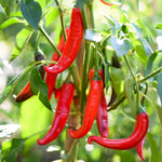 Red Pepper Plants Live for Planting, in 4" Pot, Hot Chili Pepper for Indoor and Outdoor Growing