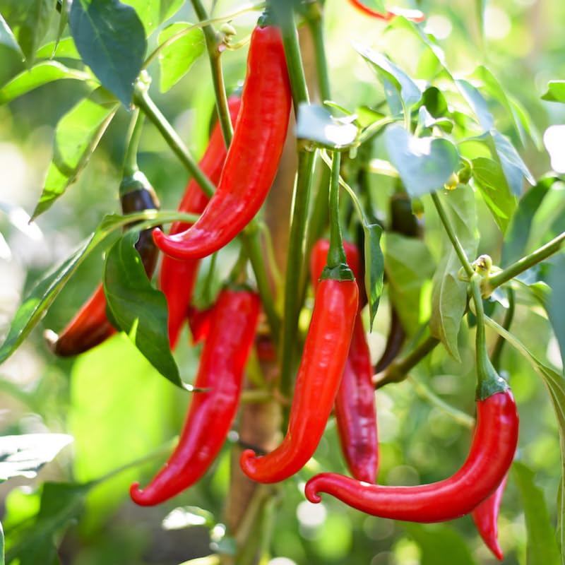 Red Pepper Plants Live for Planting, in 4" Pot, Hot Chili Pepper for Indoor and Outdoor Growing