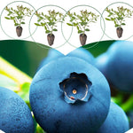 3 Rare Sweet Blueberry Bushes Seedlings, High-Yield Blueberry Trees Live Plants, 6 Months Old, Starter 3-6" in Tall, Cold Hardy Zones 4-7